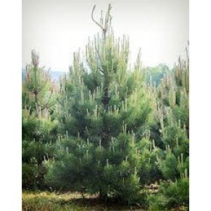 Pinus nigra nigra / Must mänd